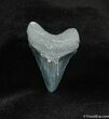 Inch Megalodon Tooth - Check The Serrations #549-1